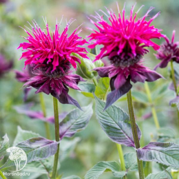Набор для ароматной грядки монарда Распберри Вайн + Вайолет Квин + Би-Фри