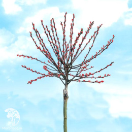 Ива тонкостолбиковая Маунт Асо на штамбе