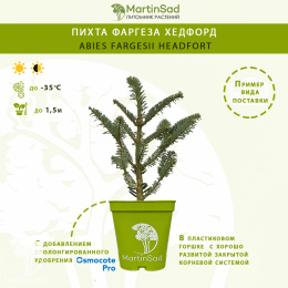 Пихта фаргеза Хедфорд