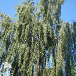 Тополь дрожащий Пендула на штамбе