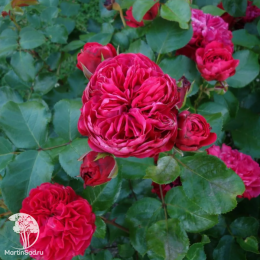 Роза Ред Леонардо Да Винчи