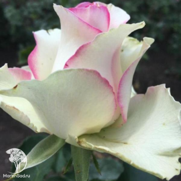 Фото Роза чайно-гибридная Вальс Маями