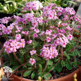 Проломник ветвистый