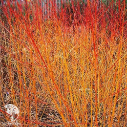 Дёрен красный Мэджик Флэйм