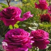 Роза чайно-гибридная Биг Пёрпл фото 4 