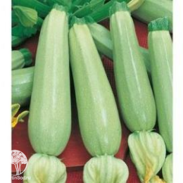 Кабачок Лектор F1 