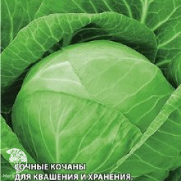 Капуста белокоч. Белорусская  для квашения