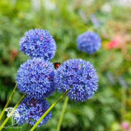 Лук голубой