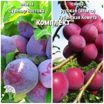 Фото Сверхвыгодрный комплект! Алыча Сувенир Востока + опылитель Слива русская (алыча) Кубанская Комета