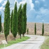 Кипарис вечнозелёный Тотем фото 4 