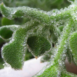 Хрустальная травка Иней