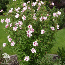 Гибискус сирийский Пинки Спот