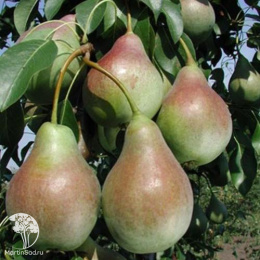 Груша Аллегро