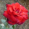 Роза чайно-гибридная Артуро Тосканини фото 1 