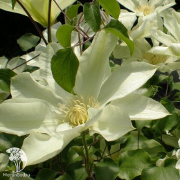 Клематис Мунлайт (Еллоу Квин)