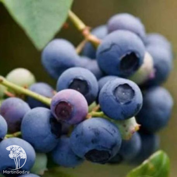 Фото Голубика высокорослая Рубель