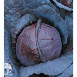 Капуста краснокочанная Бенефис F1