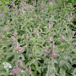 Мята Серебристая