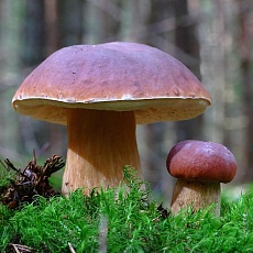 Фото Мицелий Белый гриб Сосновый на зерновом субстрате
