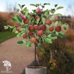 Яблоня Роуд Боскоп на штамбе