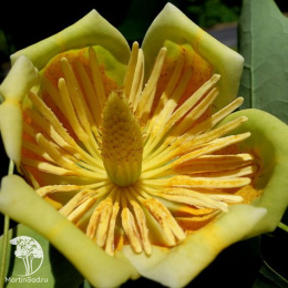 Лириодендрон тюльпанный Медиопиктум