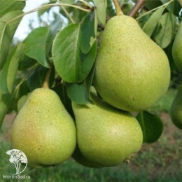 Груша Осенняя Яковлева