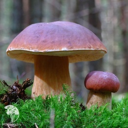 Фото Мицелий Белый гриб Сосновый на зерновом субстрате
