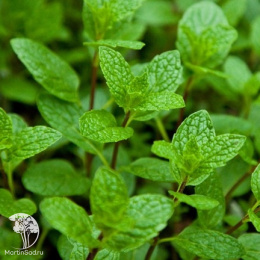Мята обыкновенная Мохито