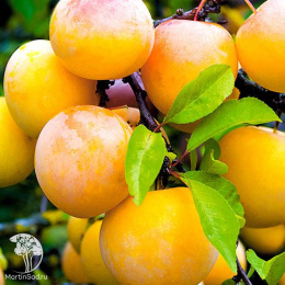 Слива гибрид Светлячок + Шарафуга (слива х персик х абрикос)