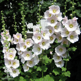 Мальва белая