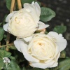 Роза чайно-гибридная Вайт Квин Элизабет фото 2 
