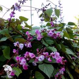 Гиацинтовые бобы Вьющаяся сирень