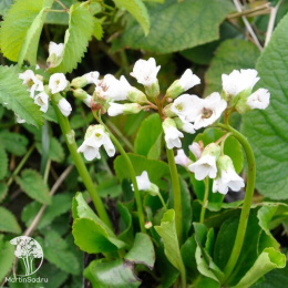 Бадан сердцелистный Сноутайм