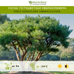 Сосна густоцветная Умбракулифера
