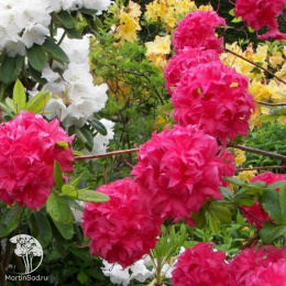 Азалия крупноцветковая Хоумбуш