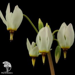 Додекатеон обыкновенный Али