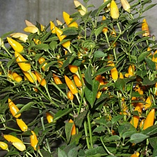 Фото Перец кустарниковый Жёлтый бум сер. Урожай на окне