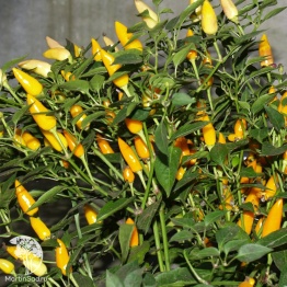 Фото Перец кустарниковый Жёлтый бум сер. Урожай на окне
