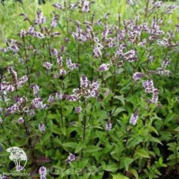 Мята колосистая Зитронминз