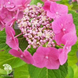 Гортензия макрофила Блаумайзе