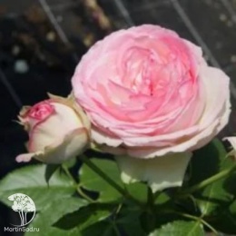 Роза плетистая Эден Роуз 85 на штамбе