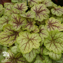 Гейхера Циркус