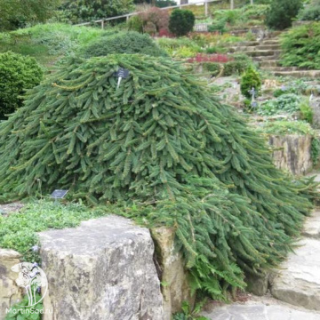 Фото Ель обыкновенная Рефлекса