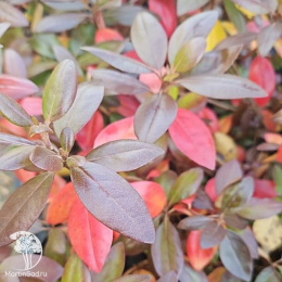  Рододендрон каролинский П.Ж.М. Регал