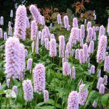 Фото Горец змеиный Суперба