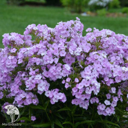 Флокс гибридный Опенинг Экт Блаш