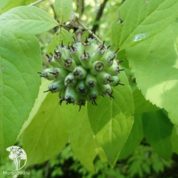 Элеутерокок колючий Эскулап