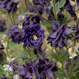 Аквилегия Башня темно-синяя, обыкновенная серия Лавандовые грезы Н20 DH