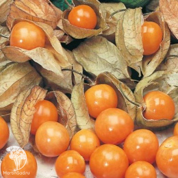 Физалис Лакомка