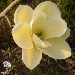 Магнолия заостренная Лоис